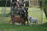 PARC CHIOTS 026